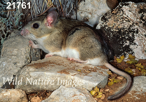 White-toothed Woodrat (Neotoma leucodon)